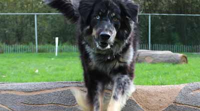 Surrey Animal Training Centre