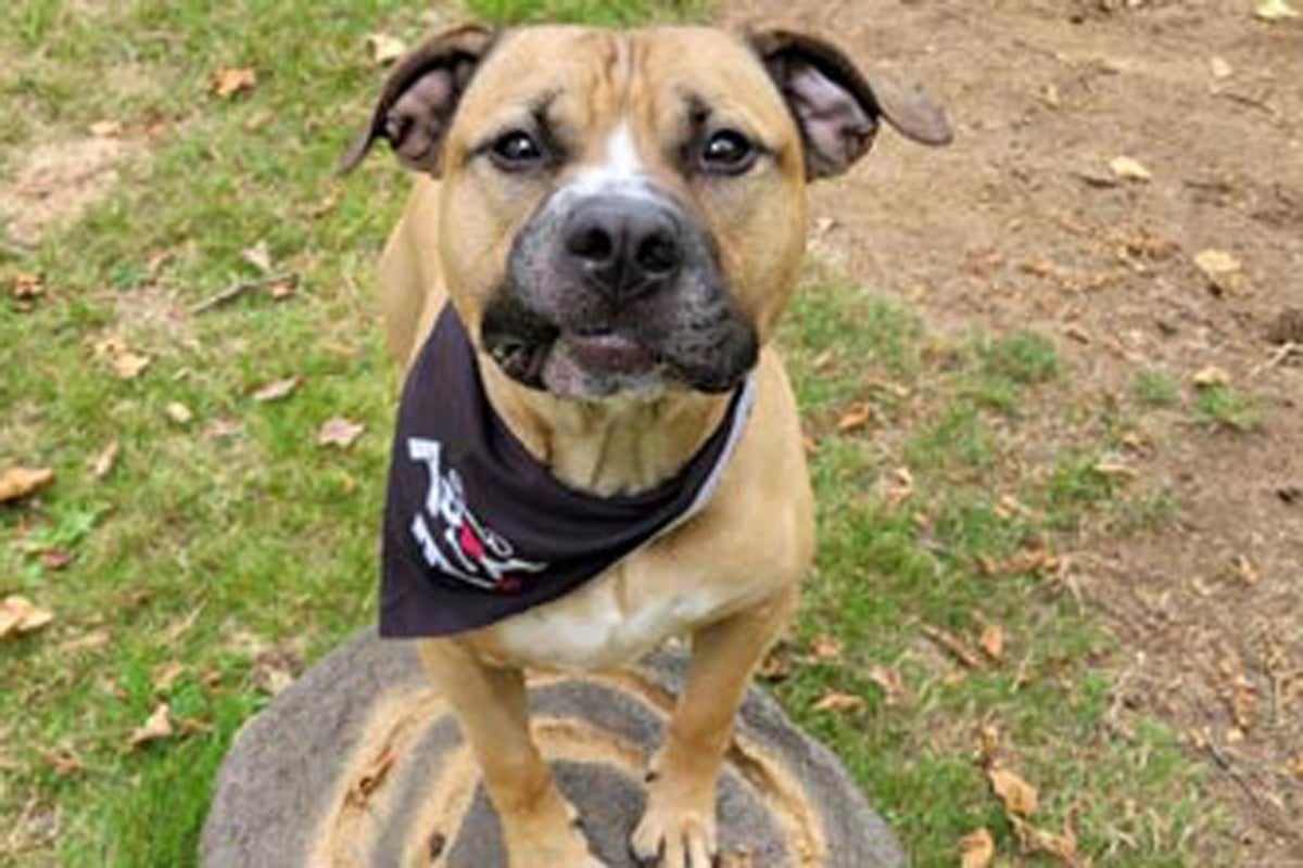 Langley Animal Protection Society